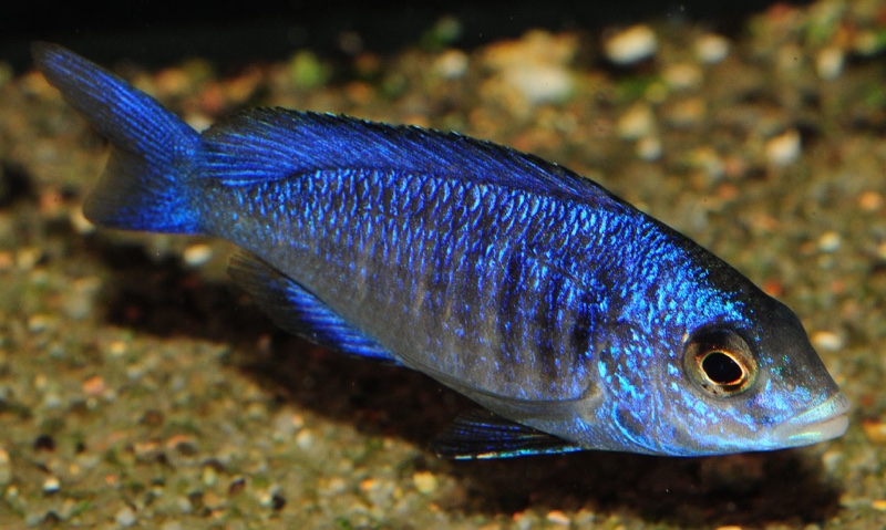 Placidochromis phenochilus 'Mdoka Reef'